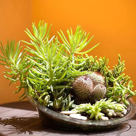 Casa Yoaki Apartament *